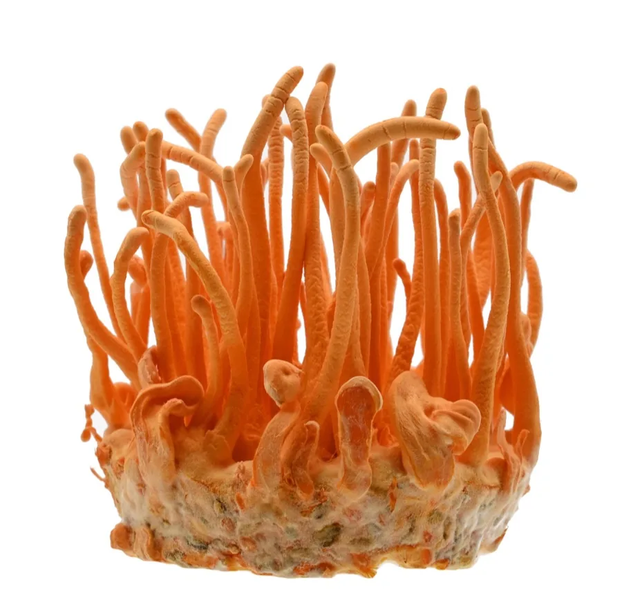 Cordyceps mushroom