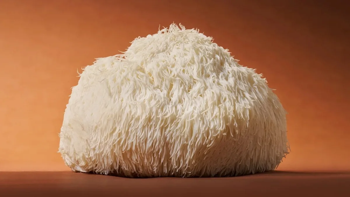 A close look at the textured fruiting body of a Lion's Mane mushroom