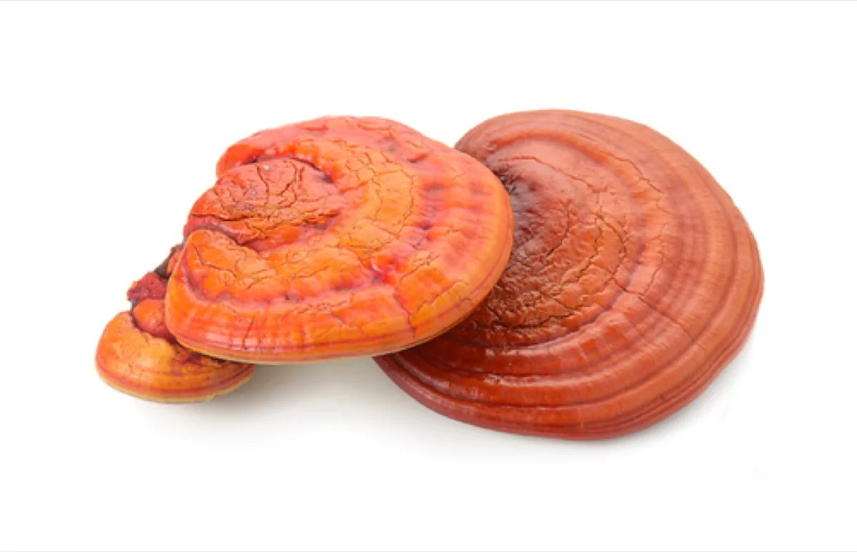 Reishi mushroom